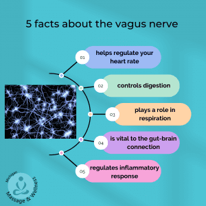 vagus nerve, massage troy michigan, parasympathetic nervous system